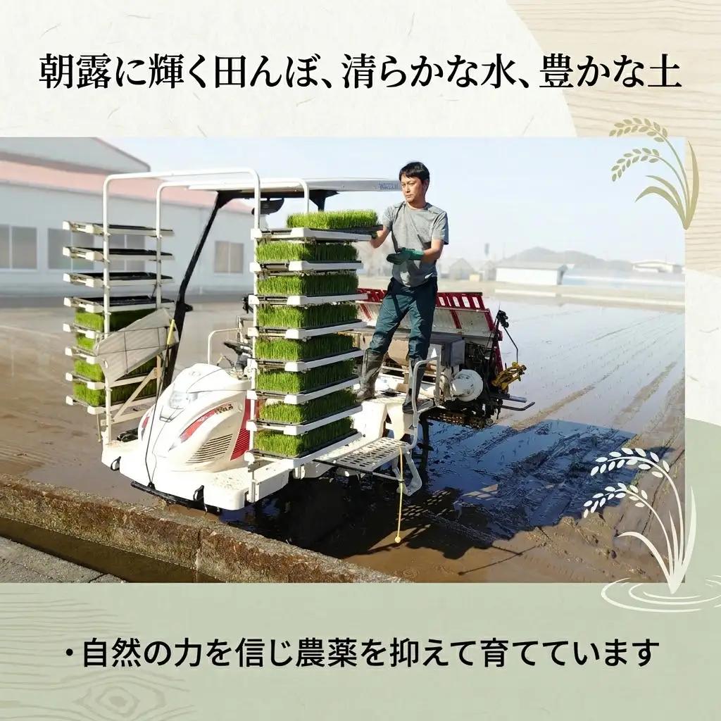 【先行予約】 新米 【6回定期便】 令和8年度 コシヒカリ 白米 10キロ