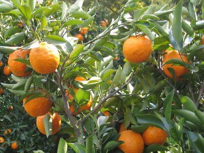 【栽培期間中農薬不使用】【先行受付】【数量限定】農園直送！愛媛県産 はっさく 5kg （2026年2月下旬頃より順次発送） IKTG023