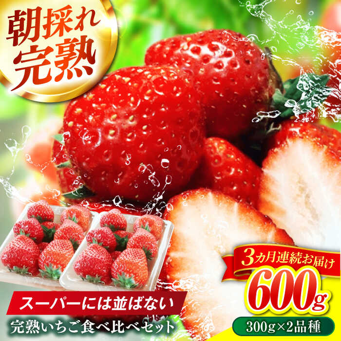 【ふるさと納税】【3回定期便】 いちご 2品種 食べ比べ セット 完熟 苺 おいしい 岐阜市 / セイントベリー[ANFX002]