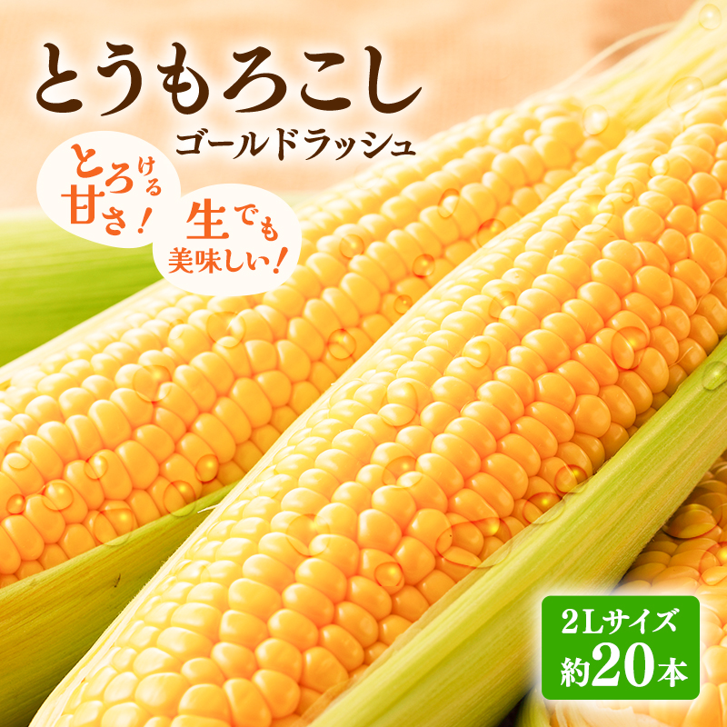【2026年発送】富良野産 とうもろこし ゴールドラッシュ 約20本 コーン とうきび トウモロコシ 2Lサイズ 野菜 甘い BBQ 北海道 富良野 ふらの