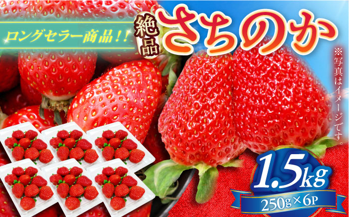 【2025年発送分 先行予約】【ビタミンC豊富な濃厚いちご】さちのか 1.5kg（250g×6パック） / 苺 イチゴ いちご フルーツ 果物 / 佐賀県 / さかもとさんの畑 [41ABAA008]