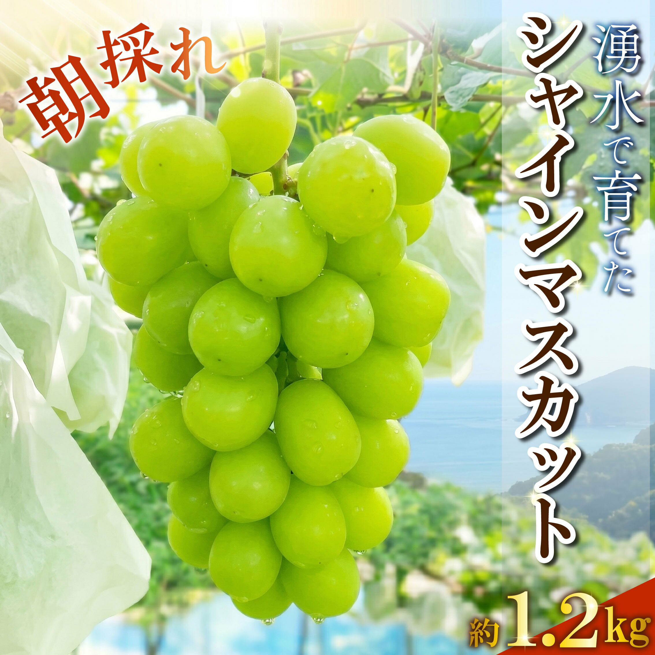 【ふるさと納税】 【先行予約】＜2026年発送＞ シャインマスカット 約1.2kg 2房 9月中旬頃発送 マスカット 産地直送 朝採り ぶどう ますかっと 葡萄 ブドウ フルーツ 果物 贈答用 ギフト 秋の味覚 旬 スイーツ デザート 沼津市 西浦産 静岡県