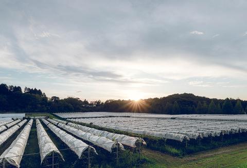 奥出雲葡萄園　シャルドネ（白ワイン）　ギフト包装