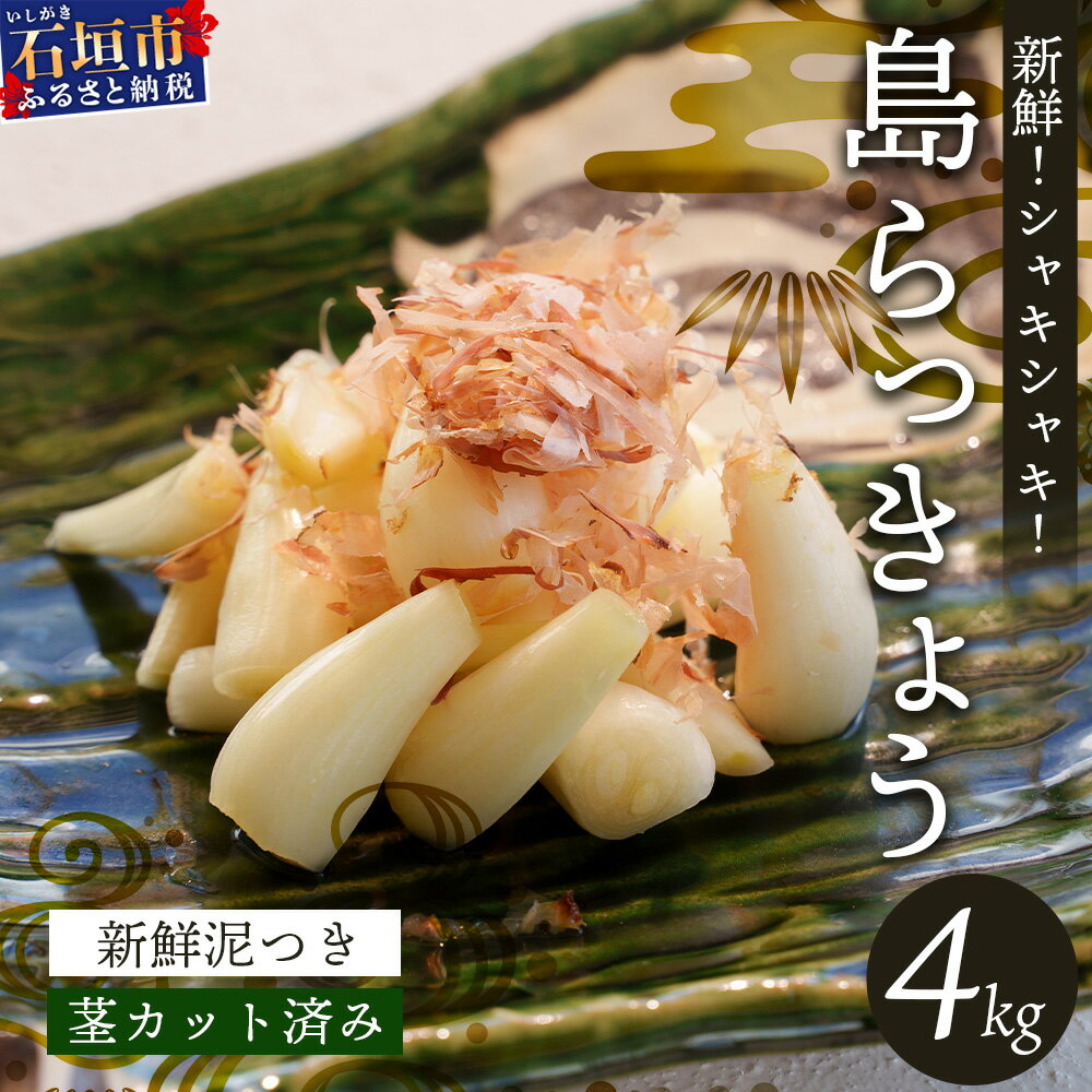 【ふるさと納税】石垣島産 島らっきょう4000g 《2025年3月上旬～順次発送予定》｜沖縄 石垣 野菜 らっきょう 島らっきょう 産地直送 4kg 送料無料 SI-103