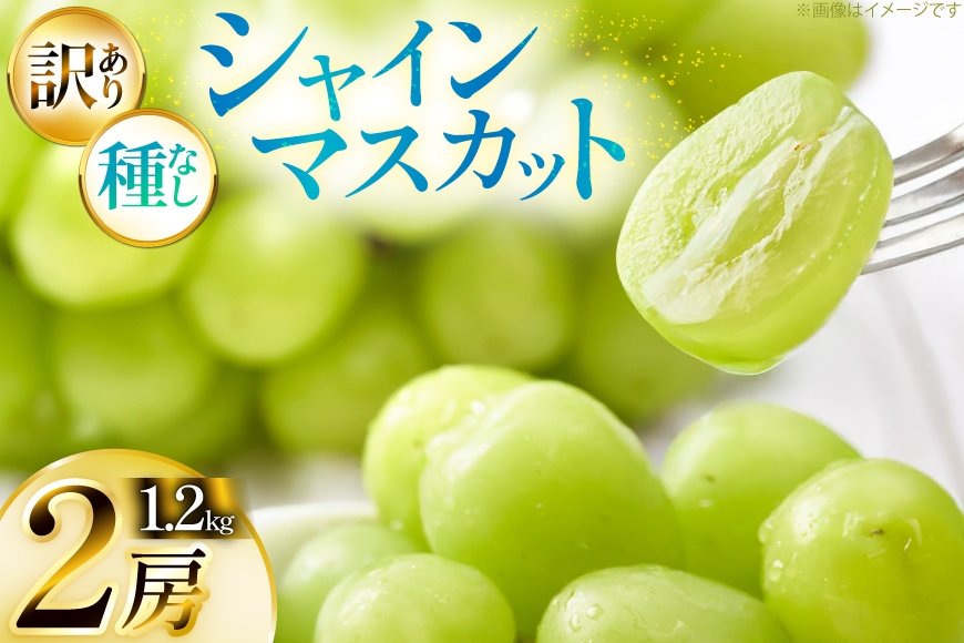 
            【期間限定発送】 シャインマスカット 訳あり 2房 1.2kg [Yamagenフルーツガーデンレコルト 山形県 高畠町 tk06ayt380003] ご家庭用 ぶどう ブドウ 葡萄 フルーツ 果物 くだもの 1.2キロ 甘い
          