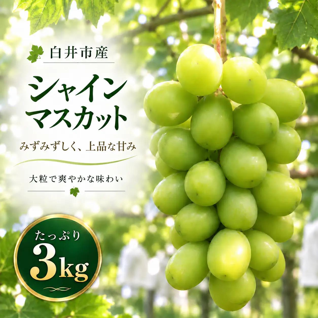 シャイン マスカット ぶどう   人気 果物 冷蔵 　3kg   大粒 高級 数量限定 期間限定 秋 旬