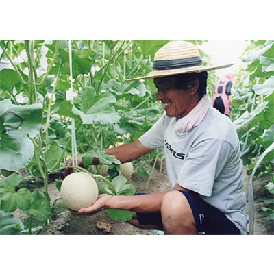 木曽岬産マスクメロン　2玉(1玉1.5kg以上)　令和8年7月9日から発送【1259091】