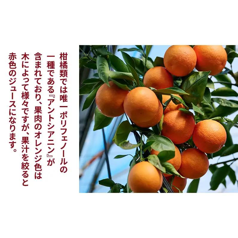 静岡県浜松市産『ブラッドオレンジ（タロッコ種）』秀品約3kg（サイズいろいろ）オレンジ 濃厚な甘み 爽やかな酸味 柑橘 静岡 浜松市 【配送不可：離島】