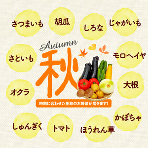 【厳選】 野菜セット 定期便 3回 詰め合わせ