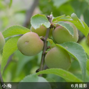 ＜すだ農園＞2年生 苗木◇ウメ(実梅) 小梅[地掘苗 2023年] ※2024年11月中旬～2025年4月頃に順次発送予定 ※北海道・沖縄・離島への配送不可
