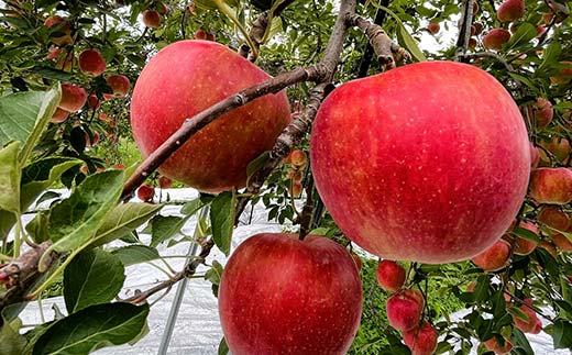 【令和6年産先行予約】 りんご 「サンふじ」 約10kg (24～46玉