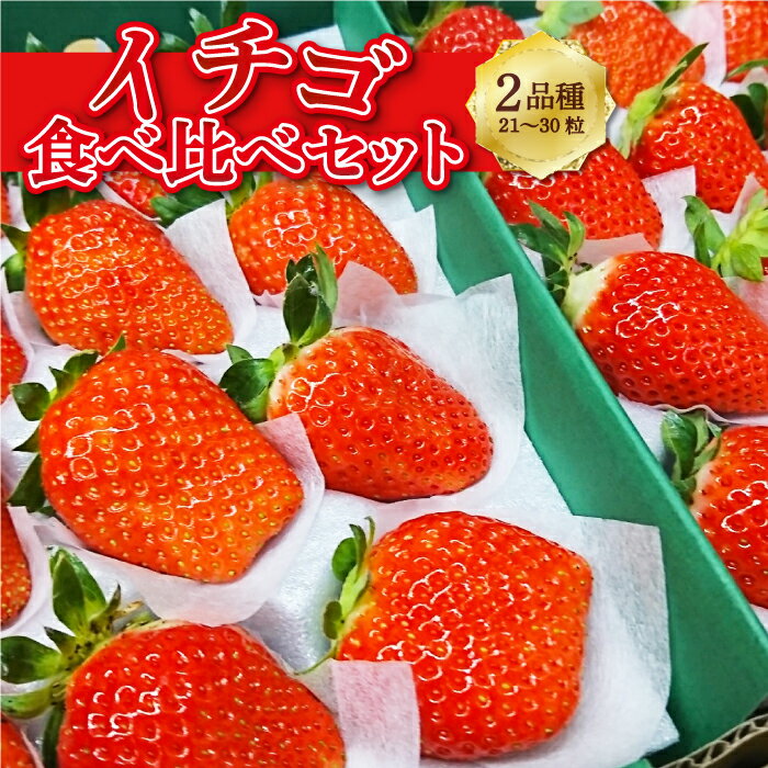 【ふるさと納税】【選べる配送月】梶原フルーツのイチゴ 食べ比べ セット 約850gから900g (21粒から30粒) イチゴ いちご 苺 フルーツ あまおう 紅ほっぺ 章姫 かおり野 恋みのり スターナイト ほしうらら はるひ すず 福岡県 うきは市 送料無料 【2026年1月～3月 発送予定】