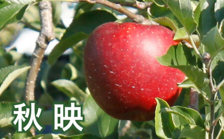  信州りんご3兄弟詰合せ 約5kg 11～18玉 ［おぶせファーマーズ］長野県産 令和8年産 【2026年10月中旬～11月上旬発送】 ［F-244］
