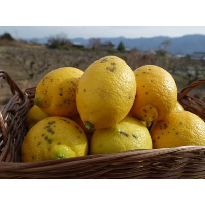 ふるさと納税 紀の川市 (訳ありBランク)やさしい黒潮檸檬 B級2kg(箱込み)　節減対象農薬:当地比約75%減 |  | 01
