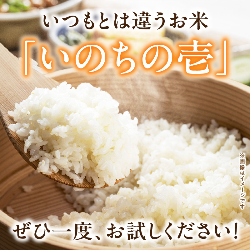 R7年産　「いのちの壱」（15kg）＜農家直送＞ 希少米 15kg 米 精米 白米 ご飯 国産 産地直送 甘い 粘り強い もちもち お取り寄せ こだわり米 愛知県 小牧市 送料無料