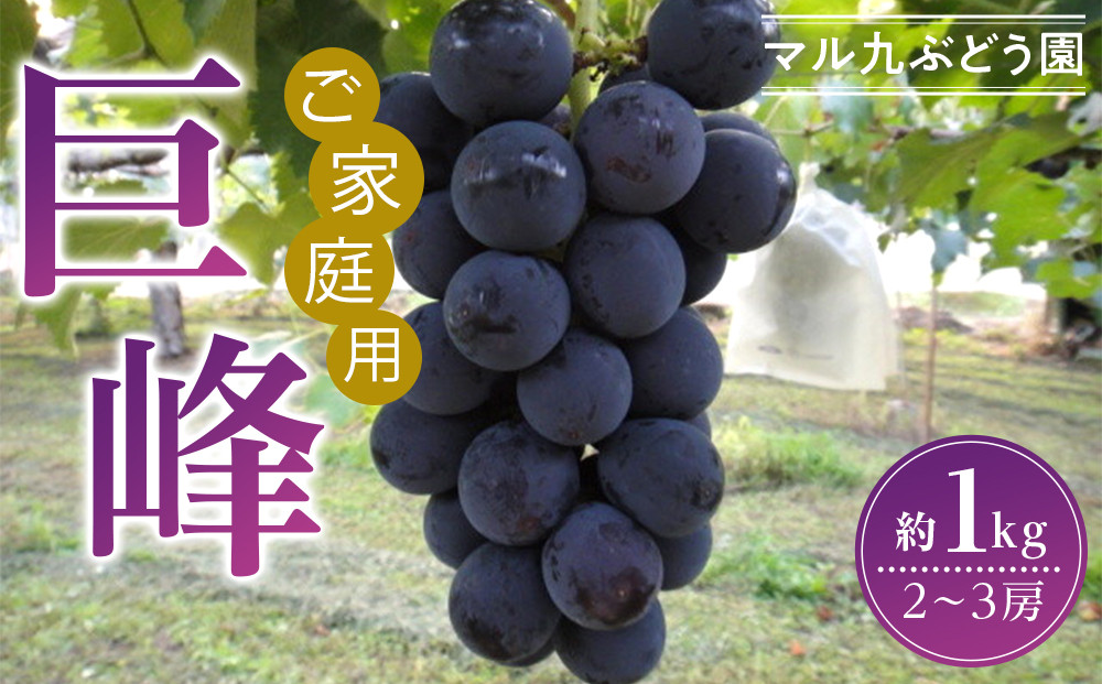 【先行予約】【訳あり・数量限定】 巨峰（種あり）約1kg 〔2025年8月上旬より順次発送〕 232238_CR01-PR