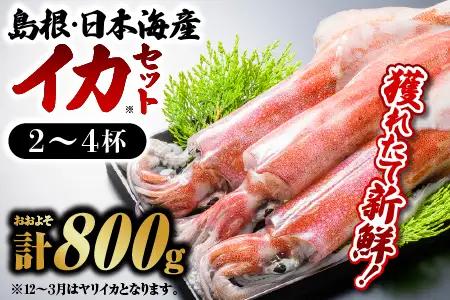 イカ 2～4杯 約800g 鮮魚セットE|鮮魚 新鮮 イカ 烏賊 剣先イカ 白イカ 下マイカ 刺身 イカ焼き 処理済 YM-5