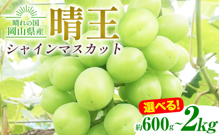 
            シャインマスカット晴王 選べる 約600g 約700g【特選】約1kg 約2kg 橋田商店有限会社《2025年9月中旬-11月中旬頃出荷》 岡山県 浅口市 岡山県産 ぶどう フルーツ 果物 くだもの マスカット 送料無料【配送不可地域あり】
          