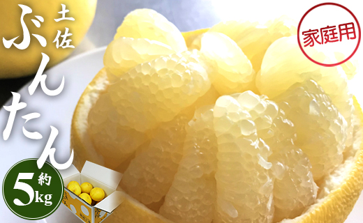 【先行予約】訳あり 土佐文旦 約5kg (家庭用 2L～4Lサイズ) - 期間限定 柑橘類 果物 くだもの フルーツ ぶんたん ブンタン おいしい 送料無料 間城農園 高知県 香南市 ms-0079