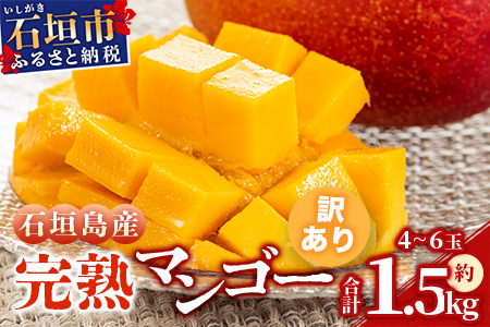 【訳あり】石垣島産マンゴー（約 1.5kg：4～6 個）C級 《2024年7月上旬から順次発送》 KP-12 【 産地直送 旬 フルーツ 新鮮 訳あり マンゴー 石垣 沖縄 】