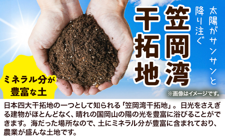 たまねぎ【2025年先行予約】しお風新たまねぎ 約10kg《2025年5月中旬-5月末頃出荷》 ｜玉ねぎ岡山玉ねぎ笠岡玉ねぎ笠岡市玉ねぎしお風玉ねぎ