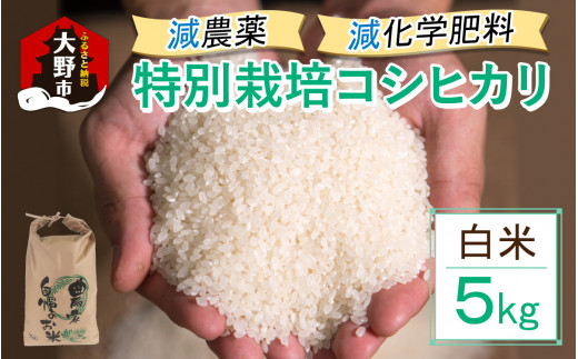 【先行予約】【令和8年産 新米】減農薬・減化学肥料の特別栽培コシヒカリ 白米 5kg 農家直送 福井県大野市産