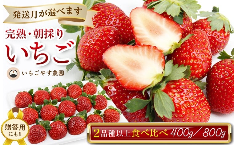 
            【発送時期と内容量が選べます】完熟・朝採りいちご400g×1箱／2箱（2品種以上／冷蔵） いちごやす農園　いちご フルーツ 果物 完熟 冷蔵 生 1月 2月 3月 2026年 選べる おすすめ 朝採り 2品種以上 400g 1箱 800g 2箱 食べくらべ 期間限定 季節限定 数量限定 品種 チーバベリー おいCベリー よつぼし スターナイト みくのか ベリーポップはるひ かおり野 とちおとめ
          