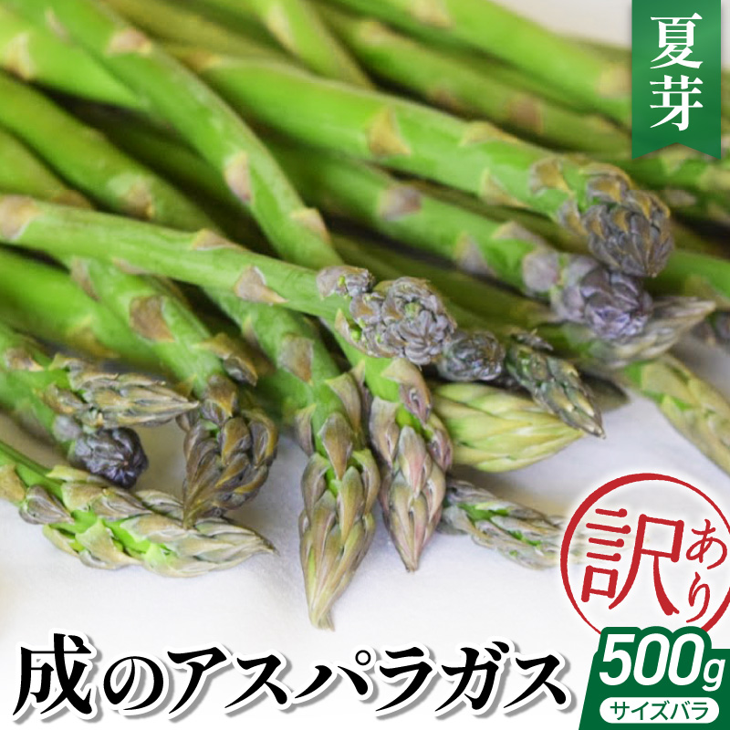 【 令和8年産 】 成のアスパラガス　訳あり　500ｇ（サイズバラ）夏芽 〔 2026年 7月上旬頃 ～ 9月中旬発送予定 〕 野菜 農園成 農家直送 産地直送 2026年産