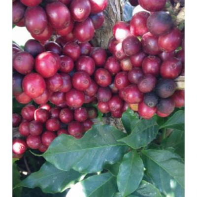 ふるさと納税 名古屋市 氷温熟成生coffee:10g |  | 01