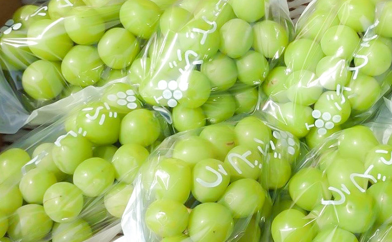 2026年産　長野県長野市産シャインマスカット 約3kg 4房～7房 シャイン マスカット 葡萄 ぶどう 果物 フルーツ 信州 |  シャイン マスカット 葡萄 ぶどう 果物 フルーツ 信州 ブドウ 