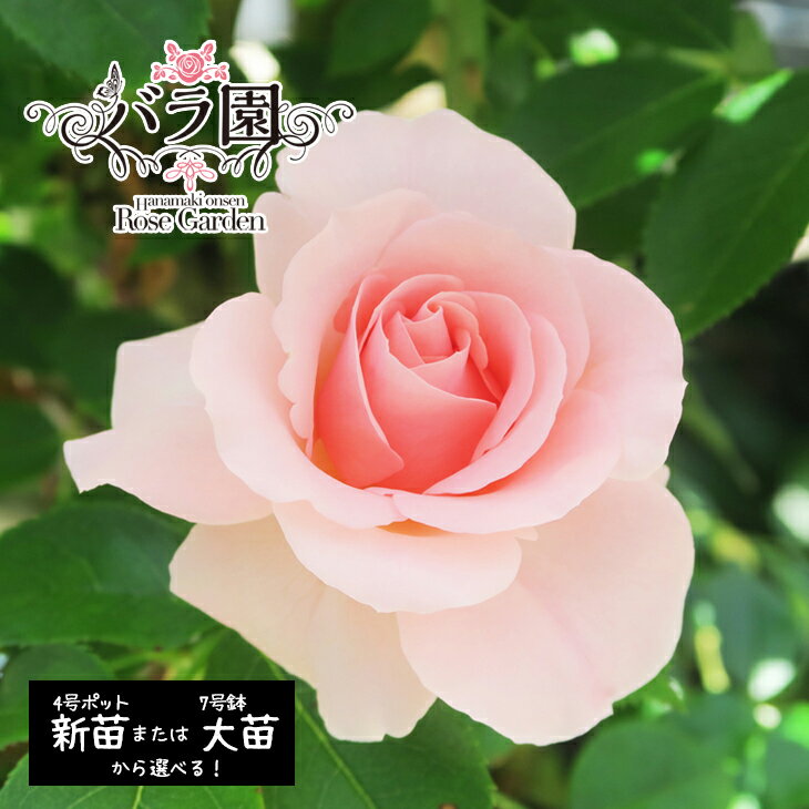 【ふるさと納税】花巻温泉バラ園 ふるさと納税 花 オリジナル品種「オリンピアローズ2020」 ＜選べる！新苗（6～7月発送）or 大苗（3～10月発送）＞ 薔薇