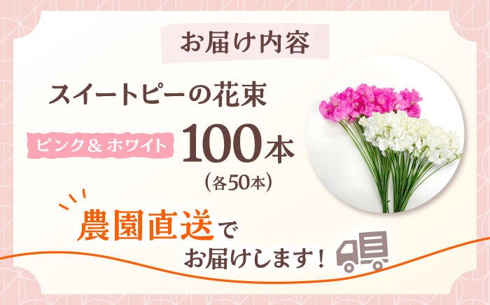 【R7年度12月以降発送】【生産農家直送！】スイートピー 花束 100本（ピンク＆ホワイト）【木下農園】生花 [IBW005]