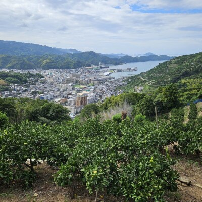 厳選品!! 横ちゃんちの南柑20号 約5kg【C84−9】【1552441】
