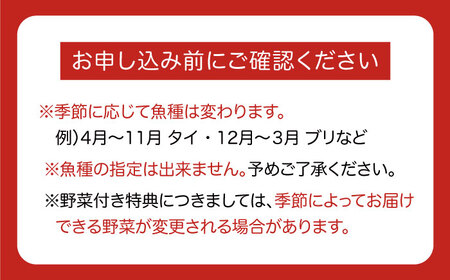 平戸産天然魚しゃぶしゃぶセットー安心の地元野菜付ー【株式会社ひらど新鮮市場】[KAB012]/ 長崎 平戸 魚介類 魚 天然 しゃぶしゃぶ 野菜 セット ブリ タイ 白菜 水菜 春菊 椎茸 しいたけ 