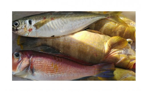 創業令和3年！何十年ぶりに浜田で鮮魚店誕生◎気合の入った刺身魚3種セット◎ 鮮魚詰め合わせ 鮮魚 お任せ セット 刺身 ブロック 冷凍 厳選 産地直送 お取り寄せ 真空 海鮮 魚介類 【171_1529】