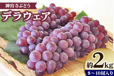 [先行予約] 神宮寺ぶどう (デラウエア) 2kg｜ブドウ 葡萄 くだもの 果物 フルーツ [0220]