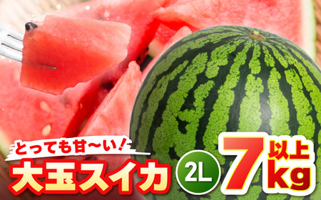 【先行予約】坂井市三里浜砂丘地産 大玉スイカ 2Lサイズ 1玉（7kg以上） 【2026年6月上旬以降順次発送予定】 【スイカ 西瓜 すいか デザート 果物 くだもの 夏 ジューシー 高糖度 お取り寄せ グルメ 産地直送】 [A-19004]