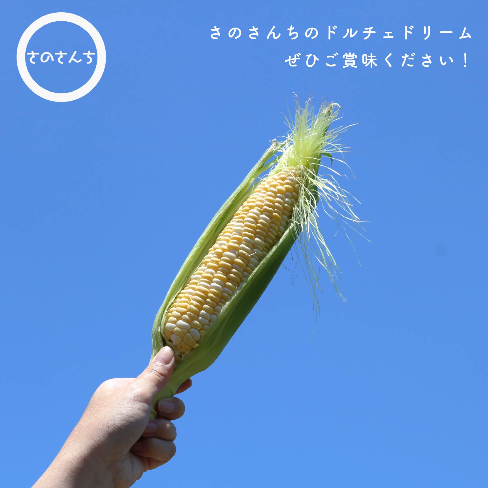 【先行予約】 【令和8年6月上旬頃より順次発送】 とうもろこし 6本入り ドルチェドリーム トウモロコシ さのさんち 野菜 夏野菜 旬 甘い 安心 安全 JGAP認証農場 静岡県 藤枝市