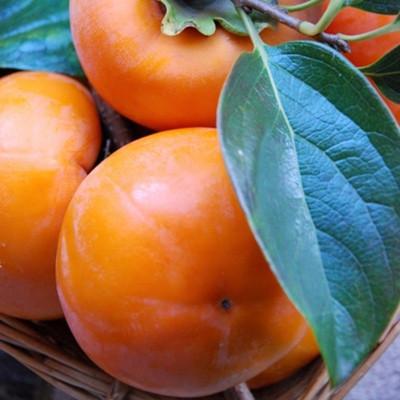 ふるさと納税 日高川町 【厳選・産直】和歌山産富有柿約2kg 化粧箱入り(2L〜4Lサイズおまかせ)(日高川町) |  | 02