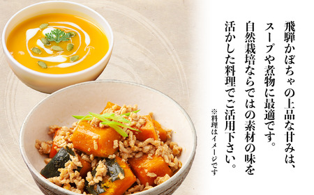 農薬・肥料不使用の飛騨かぼちゃ | かぼちゃ