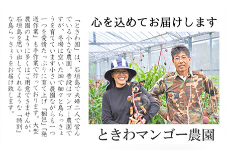 【先行受付】島らっきょう 生 土付き １kg《2026年2月～3月発送予定》沖縄 石垣島 農家直送【野菜 らっきょう 島らっきょう おつまみ 採れたて 漬物 天ぷら】TK-7