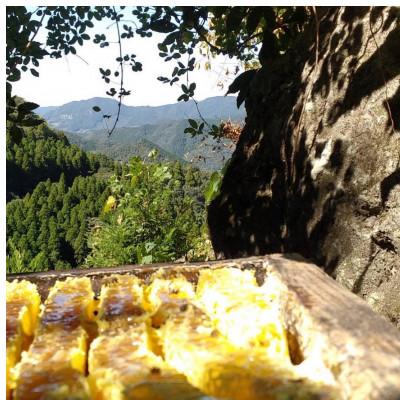 ふるさと納税 山鹿市 【熊本県北山麓】日本みつばち菊鹿・日本みつばち山鹿2本セット |  | 02