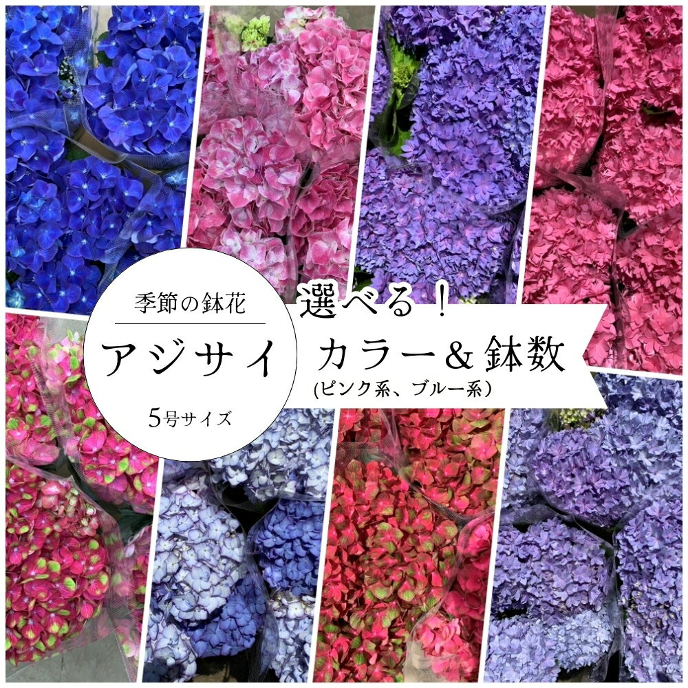 【ふるさと納税】アジサイ 5号鉢 2026年シーズン 先行予約 あじさい 紫陽花 5寸サイズ 選べるカラー ［ ブルー系 ピンク系 ］選べる鉢数 ［ 1鉢 2鉢 ］母の日 ガーデニング フラワーガーデン斉藤 花農家直送 千葉県八街市