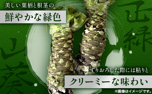 那賀わさび (正緑) 約100ｇ 1～2本 【徳島県 那賀町 生産者直送 産地直送 本わさび わさび ワサビ 生わさび 山葵 野菜 香味野菜 国産 正緑 薬味 調味料 万能 新鮮】FN-01