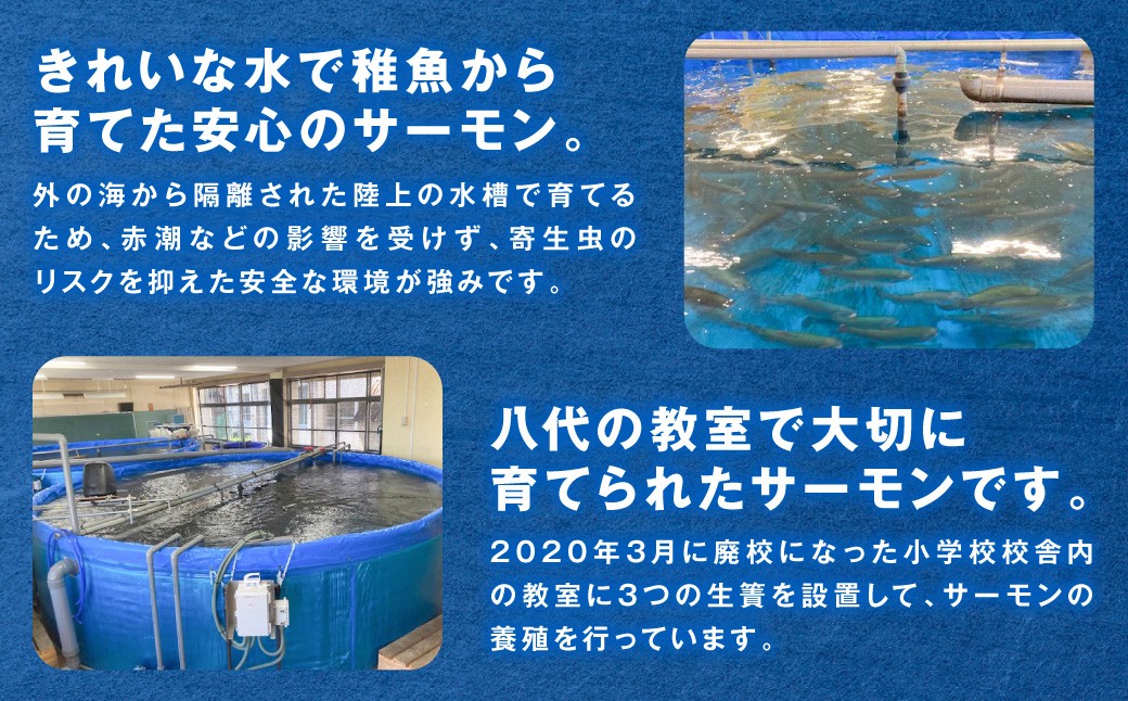 八代の教室で大切に育てられたサーモンです。