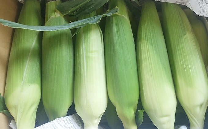 朝採りトウモロコシ 甘々娘 かんかんむすめ 12～14本 セット 詰め合わせ 新鮮 とうもろこし トウモロコシ 野菜 旬の野菜 夏野菜 やさい 静岡 静岡県 島田市