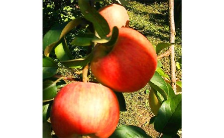 《令和6年産先行受付》山形県中山町産蜜入りんご高徳・こうとく【秀品】約3kg リンゴ 林檎 山形県産 フルーツ 果物 くだもの F4A-0315