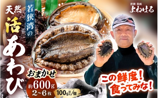 【先行予約】≪おまかせ≫ 日本海若狭湾の 天然 活アワビ 計600g 【2026年9月より順次発送予定】 鮮度抜群  刺身 お造り バター焼き BBQ あわび 鮑[m17-d006_09]