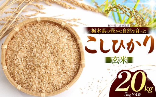 【先行予約】 こしひかり（玄米）約 20kg 栃木県共通返礼品｜コシヒカリ 米 玄米おいしい お米 こめ おこめ  国産 ごはん ご飯  米 おこめ 限定 ランキング 人気  ふるさと 納税 栃木県 那珂川町 送料無料