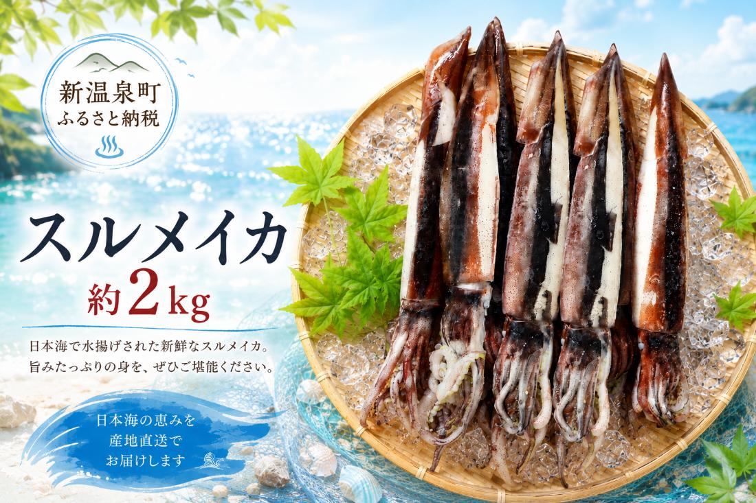 スルメイカ　2杯×6　約2kg